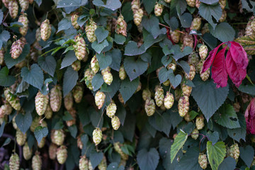 Red leaves of liana on the background of ripe hop cones.