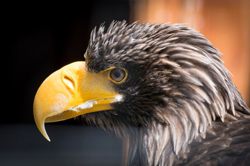 Seeadler Portrait / Kopf