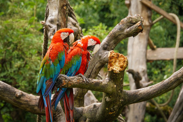 Pair of Macaw parrots sitting on branch