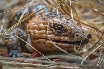 Blue-tongued skink endemic lizzard 