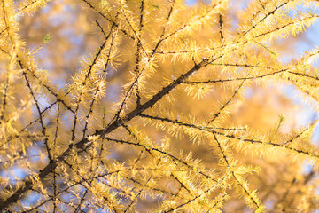 Autumn yellow needles of larch covered first snow, bottom view, selective soft focus. Coniferous tree with bright yellow needles. Larch branch in first winter snow at sunny day. Winter time in forest