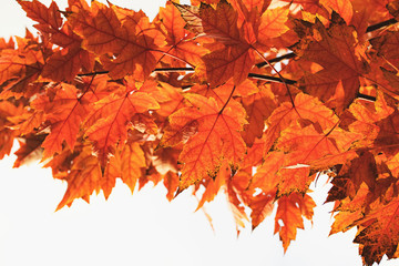 Naklejka na ściany i meble Red Orange Maple Leaves Background