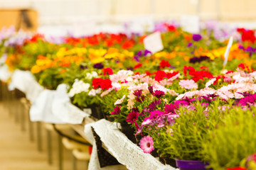 Closeup of beautiful colorful roses in pots
