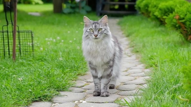 Gray cat costs on a path.HD video