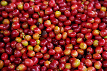 Close up Fresh organic coffee cherries, raw berries coffee beans on coffee tree plantation