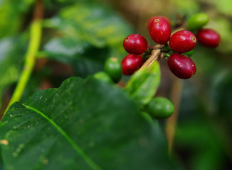 Close up Fresh organic coffee cherries, raw berries coffee beans on coffee tree plantation