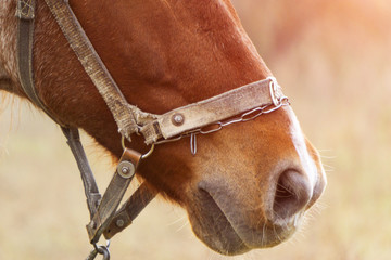 Chestnut foal with white stripe muzzle close up