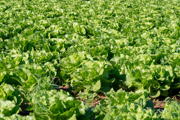 Lettuce Field