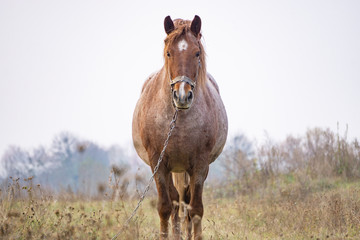 untidy horse standing in the middle of a field