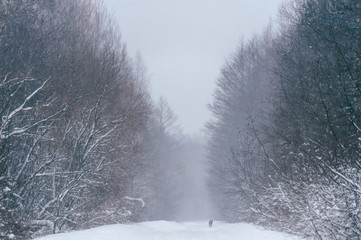 Fabulous magic fairy tale winter forest. Beautiful picturesque wintertime wild nature landscape....
