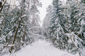 Fabulous magic fairy tale winter forest. Beautiful picturesque wintertime wild nature landscape....