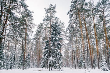 Fabulous magic fairy tale winter forest. Beautiful picturesque wintertime wild nature landscape....