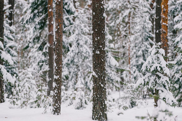 Fabulous magic fairy tale winter forest. Beautiful picturesque wintertime wild nature landscape....