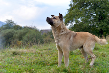 Portrait of a lonely homeless dog, very friendly to people.