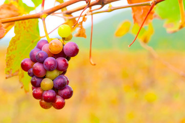 Bunch of  grape in vinayard