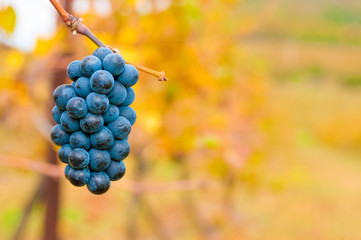 Ripe red grape at vineyard