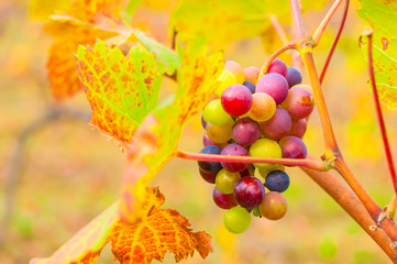 Bunch of grape in vineyard