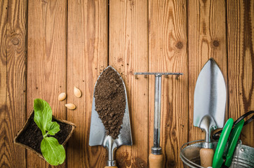 Still-life with sprouts and the garden tool, the top view