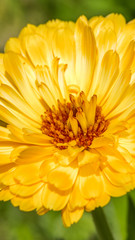 Smartphone HD wallpaper of flower in summer