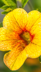 Smartphone HD wallpaper of flower in summer