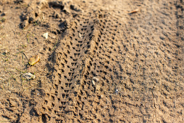 Fototapeta na wymiar Tracks on the Trail