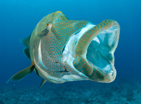 Large tropical fish with big mouth