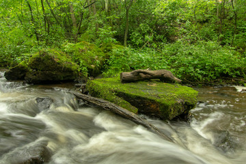 Trout Stream I