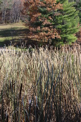 marsh plants with green and brown trees