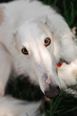 Fototapeta na wymiar Russian borzoi dog funny autumn portrait long nose