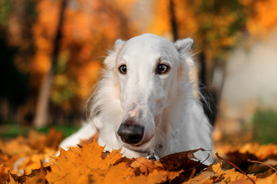  Russian borzoi dog funny autumn portrait long nose