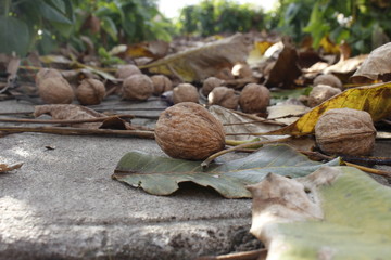 Obraz premium walnuts fallen from the tree on the ground