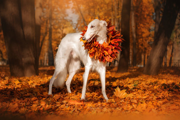 elegant Russian borzoi dog in a wreath of leaves in a beautiful autumn park