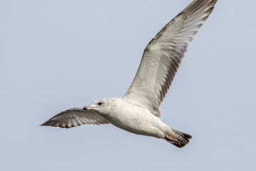seagull in flight