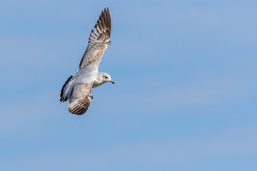 Gull flying