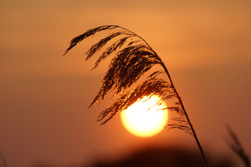 Schilf im Gegenlicht