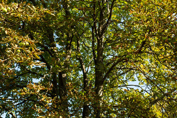 chestnut tree in early autumn