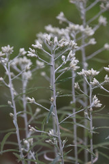 white flower in the grass