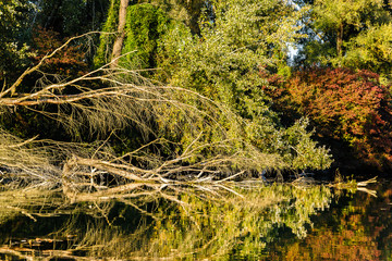 Autumn colored leaves of bushes and trees over Danube river