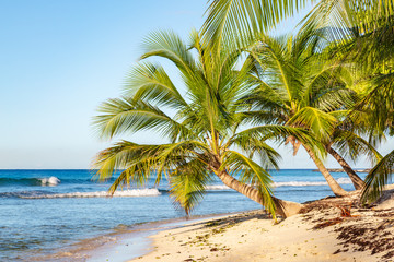 Fototapeta na wymiar Palm trees and a sandy beach on the island of Barbados, in the Caribbean