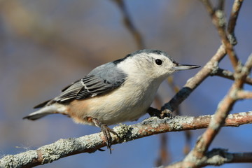 White Breasted Nuthatch