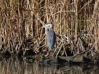 Great Blue Heron