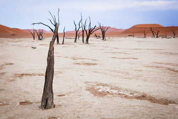 Surrealistic view to Dead Acacias in Dead Valley, Namibia, Africa early at sunrise on a dry ancient lake bottom surrounded with orange dunes