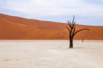 Fototapeta na wymiar Surrealistic view to Dead Acacias in Dead Valley, Namibia, Africa early at sunrise on a dry ancient lake bottom surrounded with orange dunes