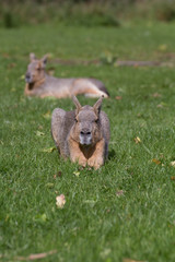 A capybara sits in the grass