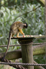 Squirrel monkey feeds