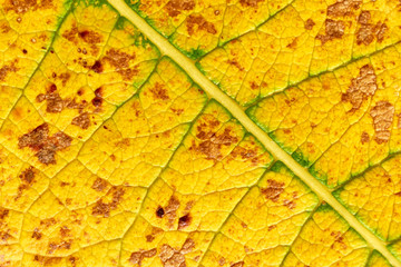 Macro of a yellow green autumn leaf with visible veins and brown spots