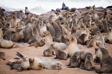 Fototapeta premium Sea Lions (Seals, Otariinae) with pups at the beach near Cape Cross, Skeleton Coast, Namibia, Africa