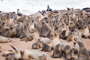Sea Lions (Seals, Otariinae) with pups at the beach near Cape Cross, Skeleton Coast, Namibia, Africa