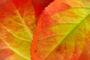 Macro of red orange and green autumn leaves with visible veins and selective focus 