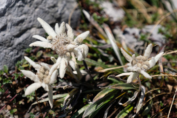 Edelweiss flower in Slovenian mountains
